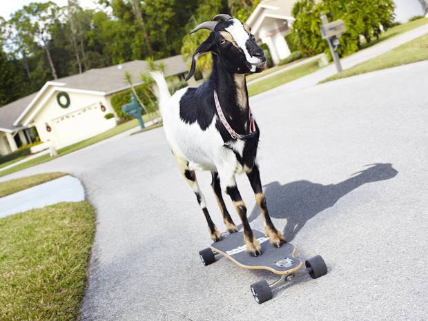 skateboarding_goat